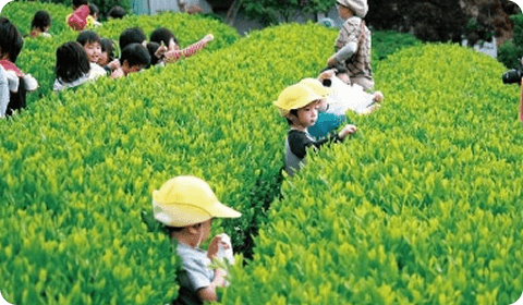 茶摘みをする子どもたちの写真